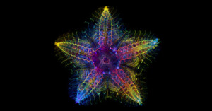 Starfish nervous system