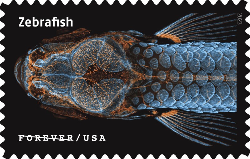 Life Magnified Stamp