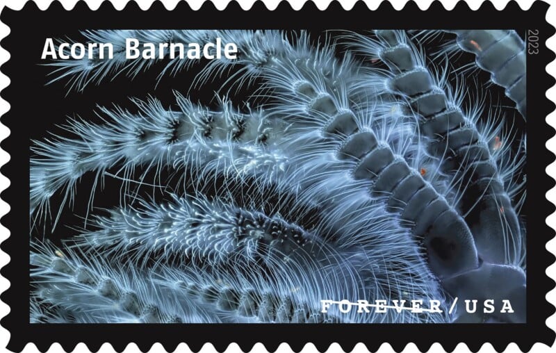 Life Magnified Stamp