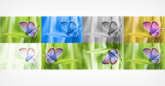 Eight photos of the same butterfly have gone through various levels of editing.
