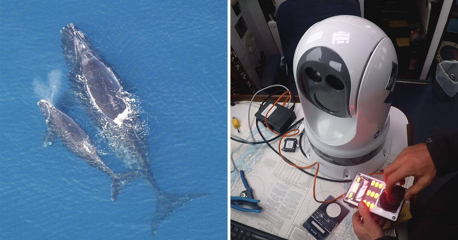 North Atlantic Right Whales Rescued with the Help of Thermal Cameras