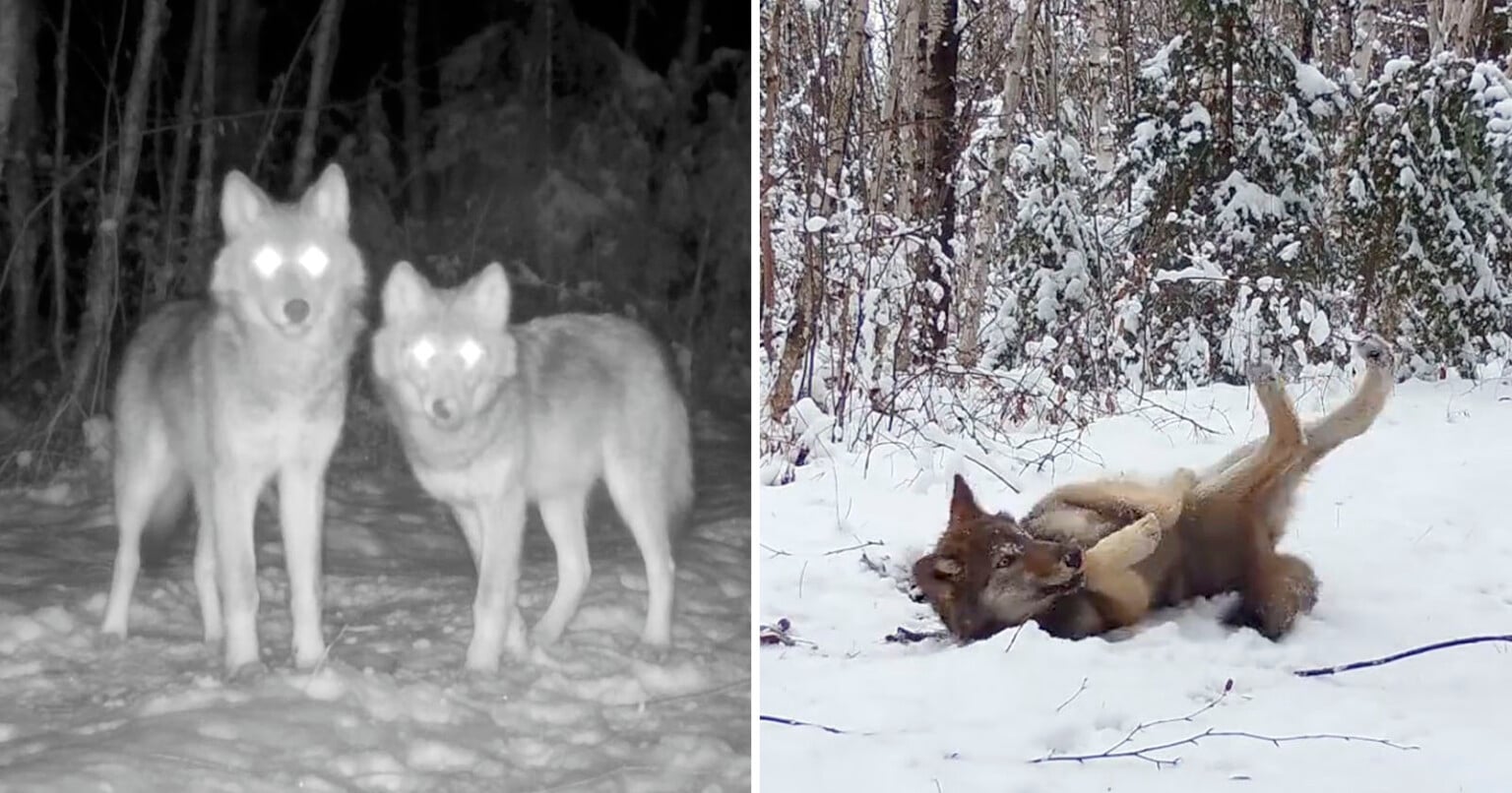 Wildlife Researchers Showcase Their Best Trail Cam Carnivore Sightings ...