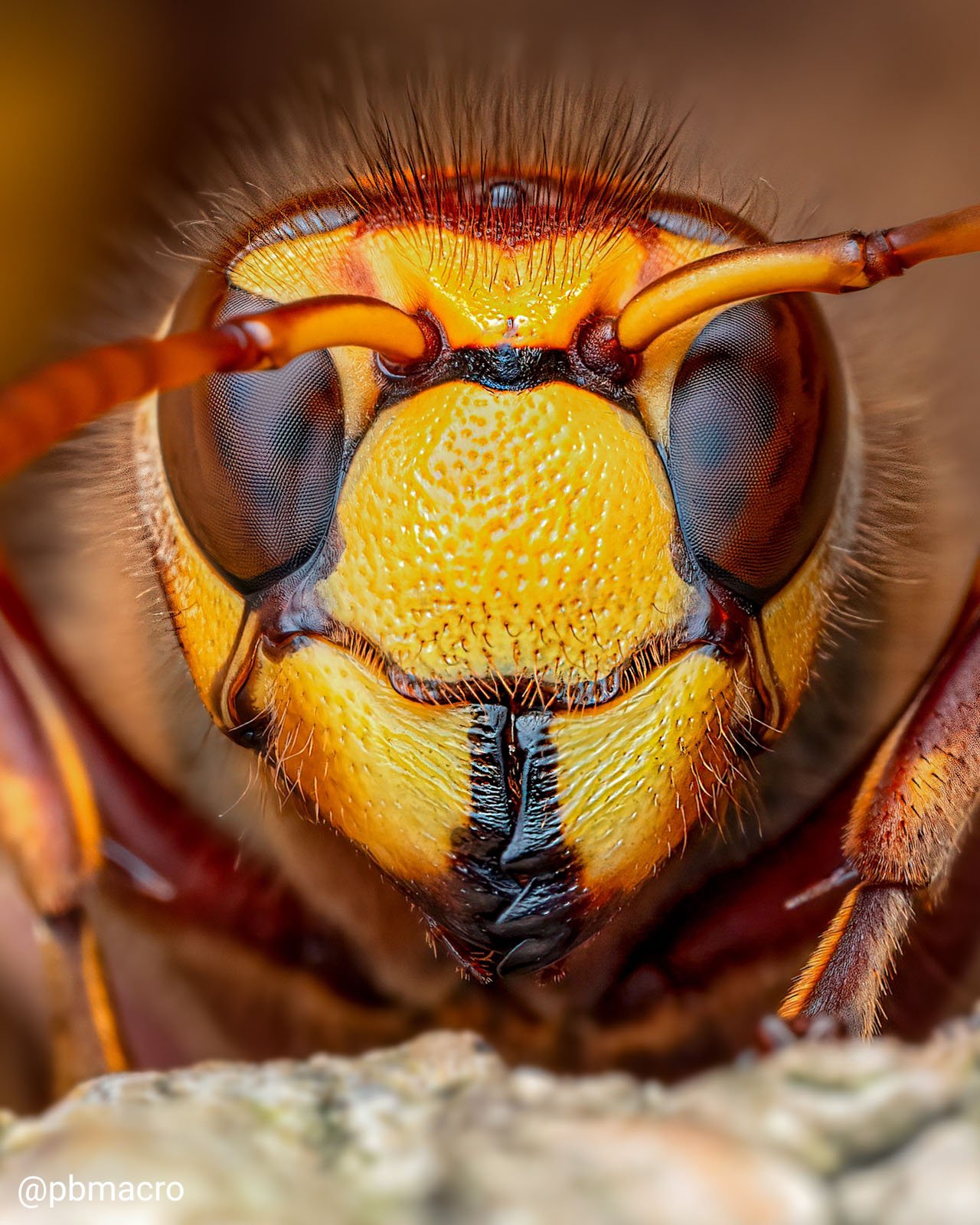 Pete Burford macro insect photography