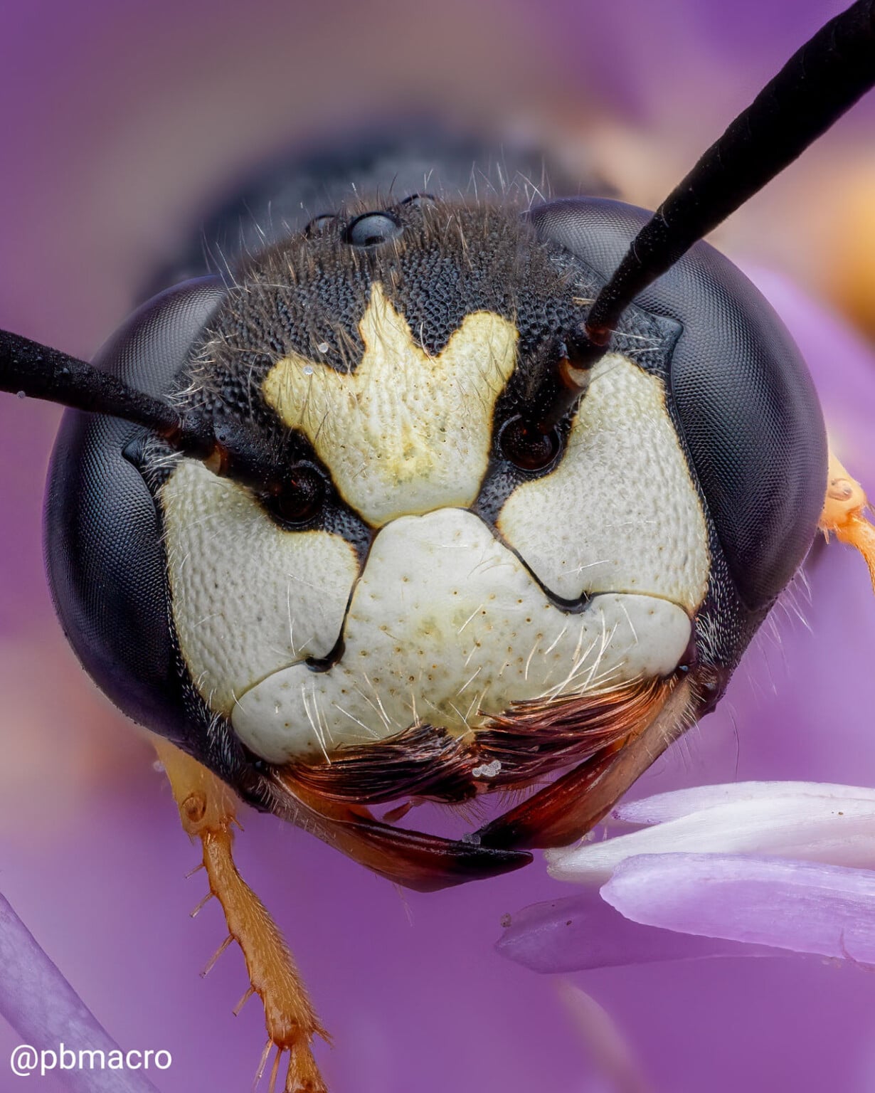 How Modern Camera Tech Enables Ethical Macro Insect Photography | PetaPixel