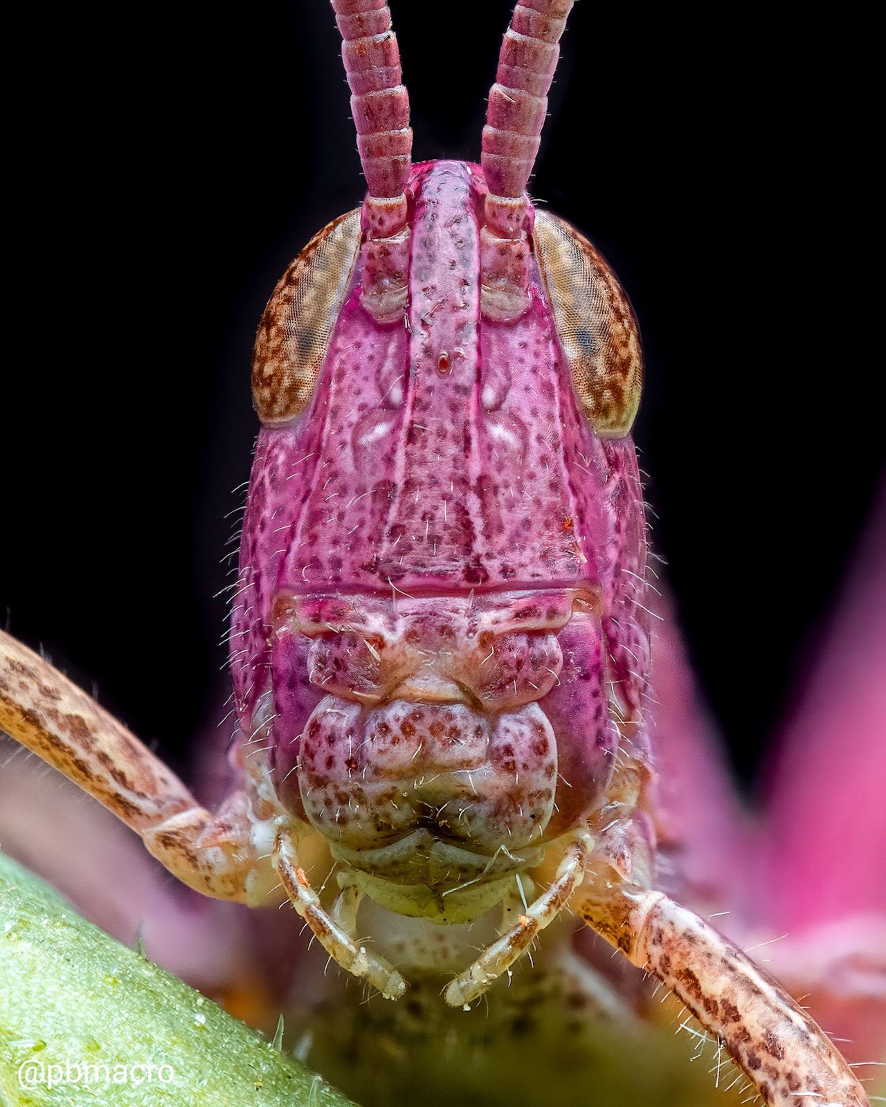 Pete Burford macro insect photography