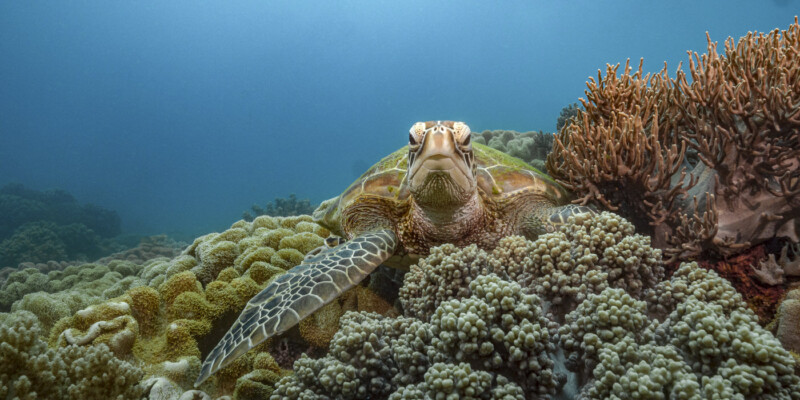 Sea turtle