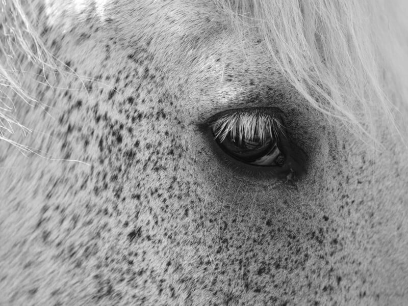 Panasonic G9 II horses eye