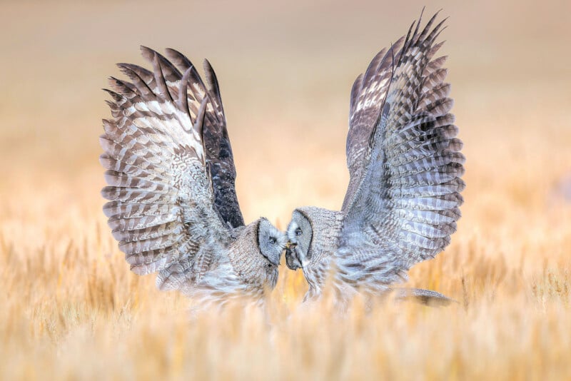 Bird photographer of the year