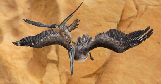 Falcon attacking Pelican
