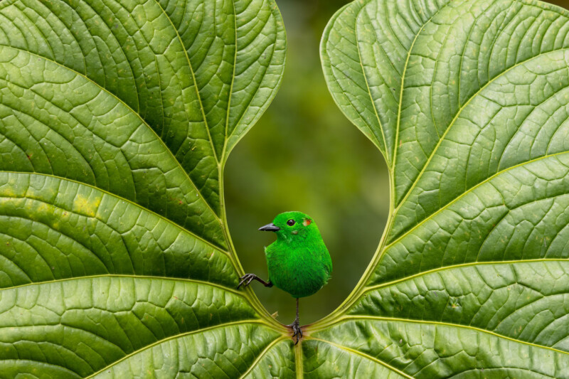 Bird photographer of the year