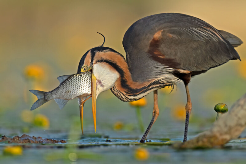 Bird photographer of the year