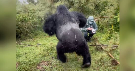 Gorilla beats his chest in front of photographer
