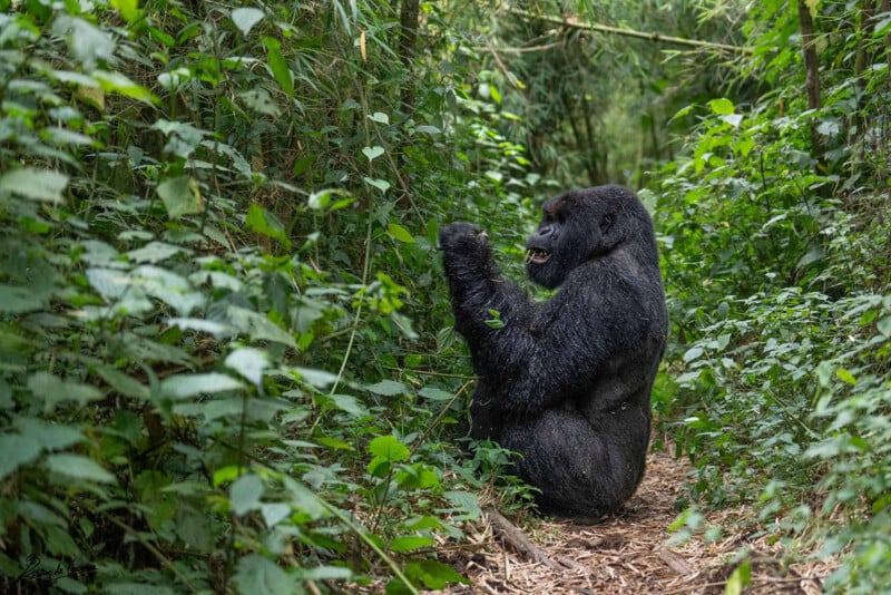 Gorilla in the mist