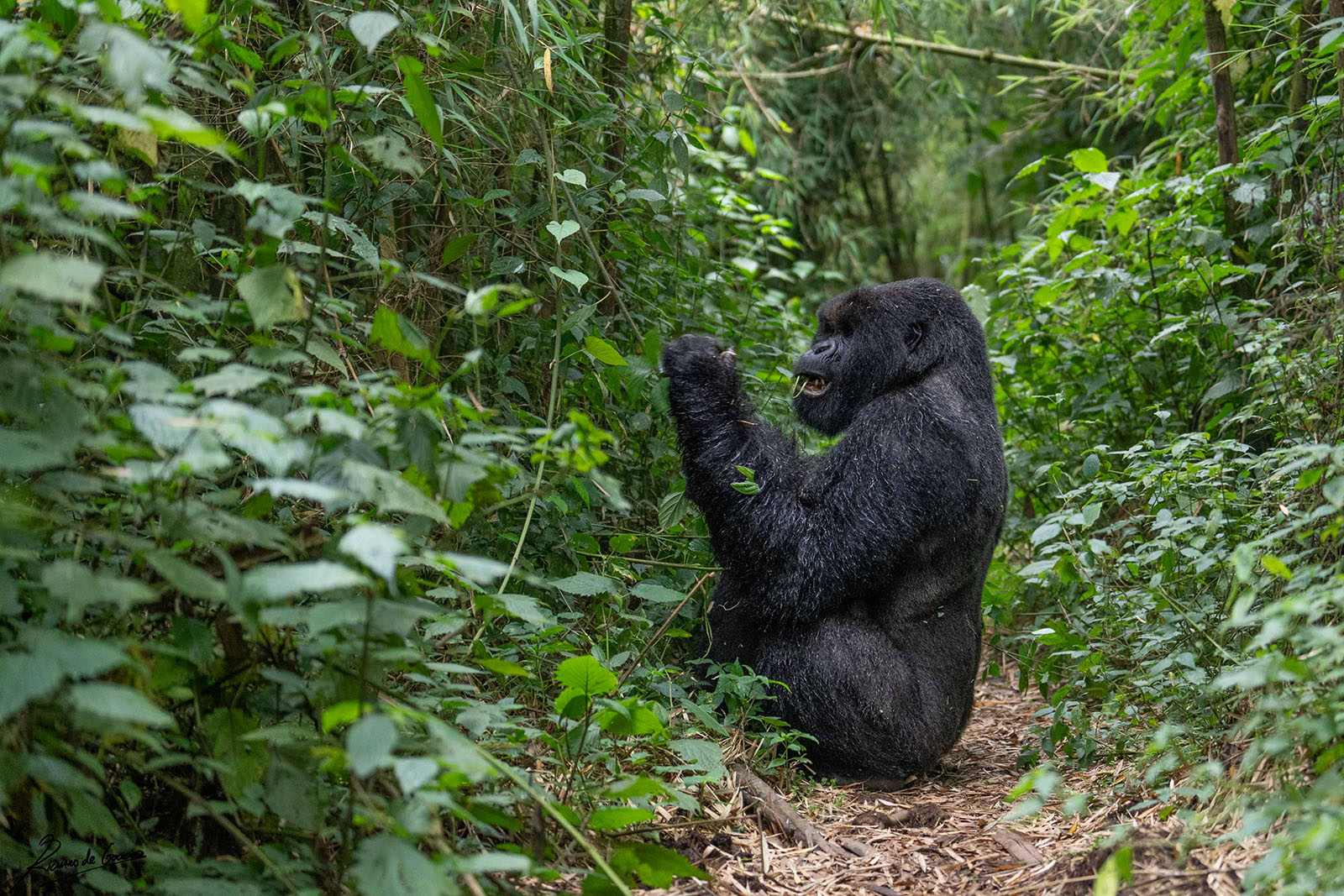 Large Silverback Gorilla Beats His Chest Right in Front of Photographer ...