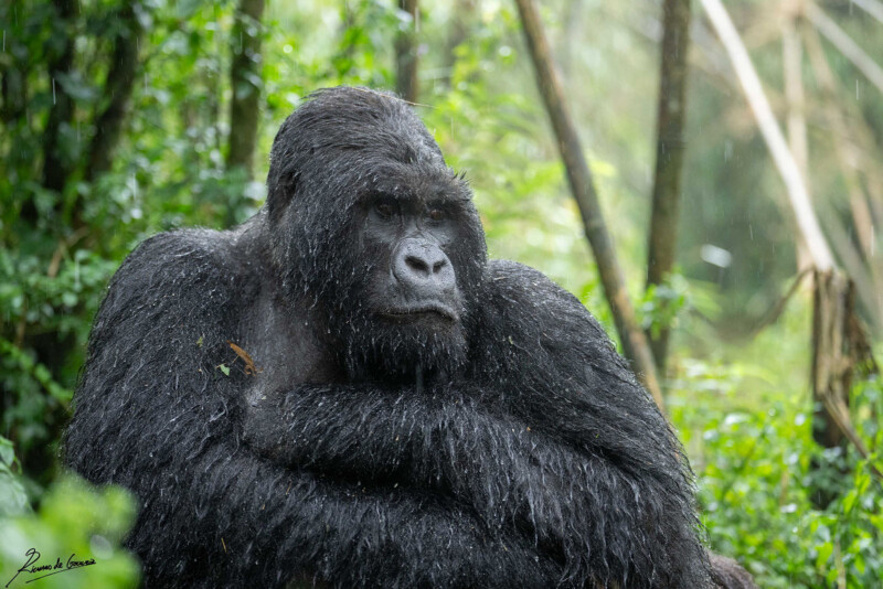 Large Silverback Gorilla Beats His Chest Right in Front of Photographer ...