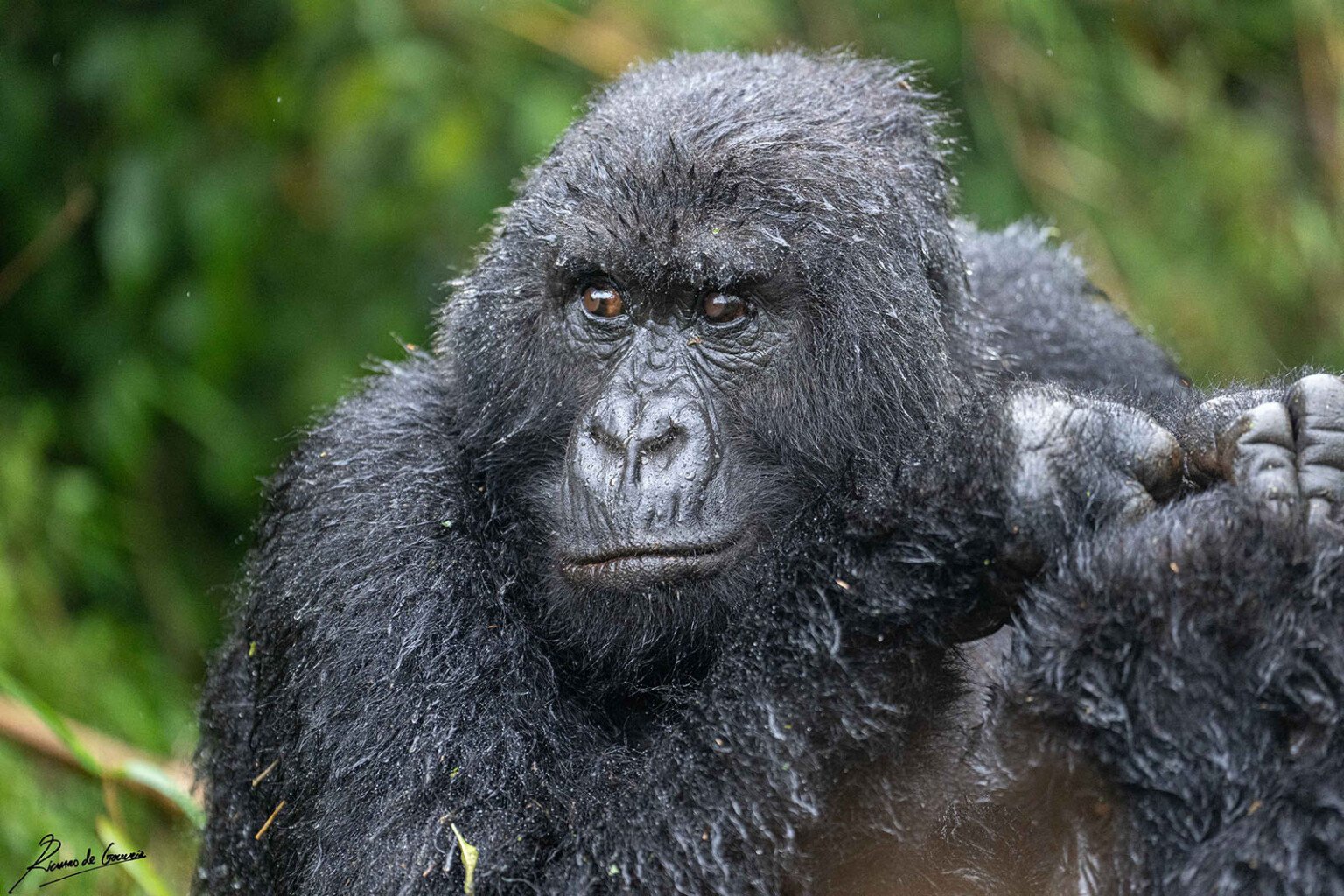 Large Silverback Gorilla Beats His Chest Right in Front of Photographer ...