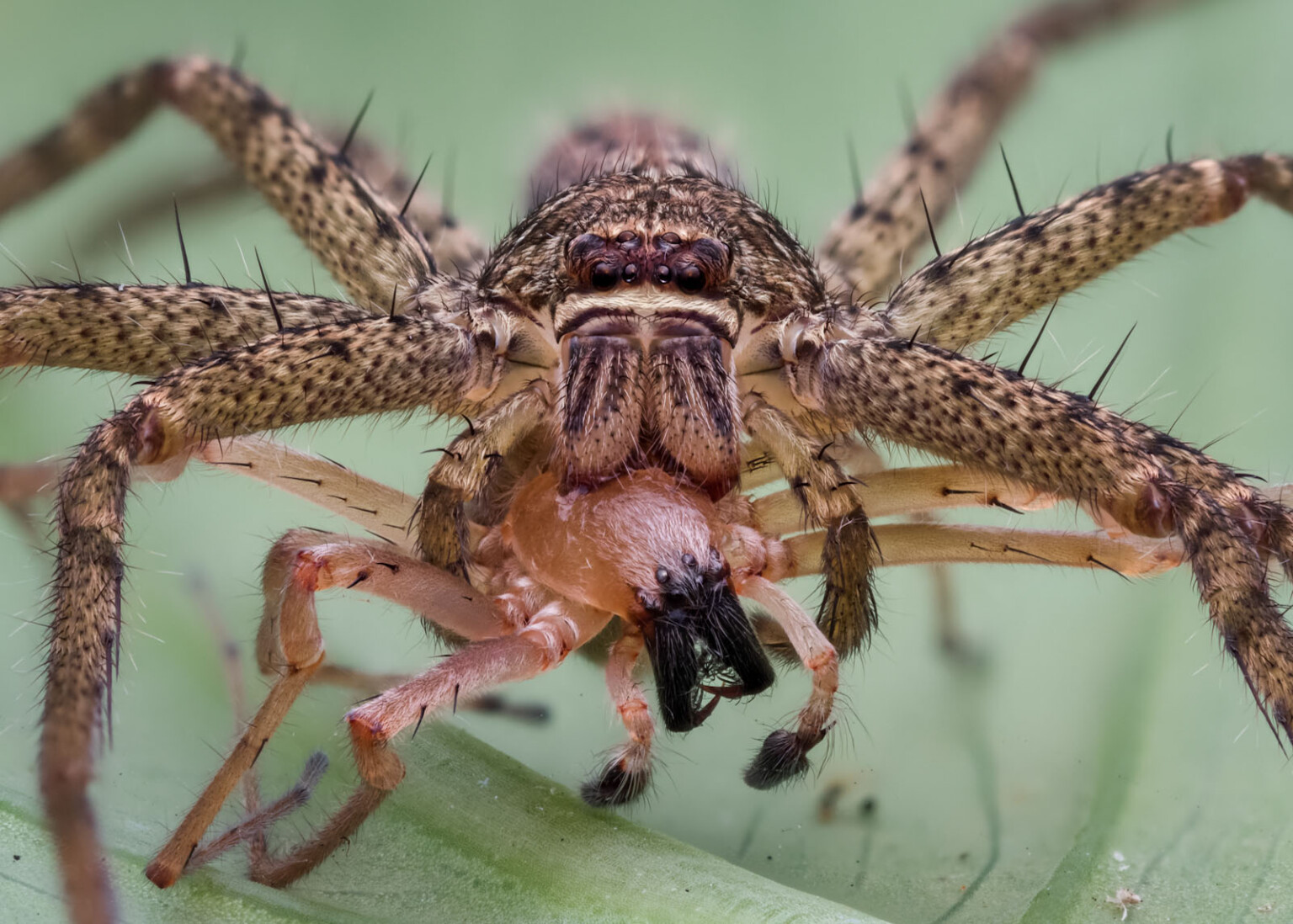 Photographer Searches for Spiders Nightly for Amazing Macro Photos ...