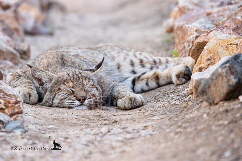Sleepy bobcat