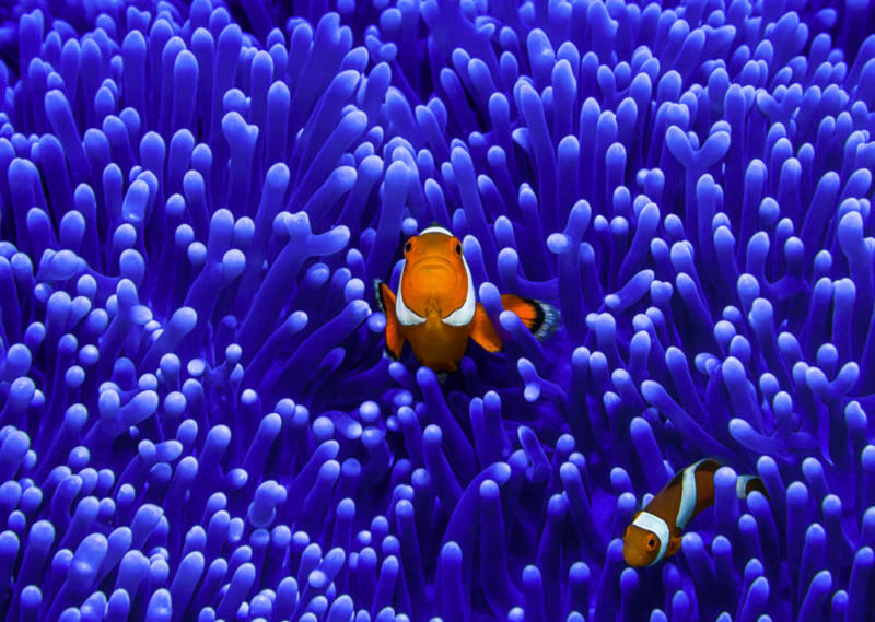 Clownfish