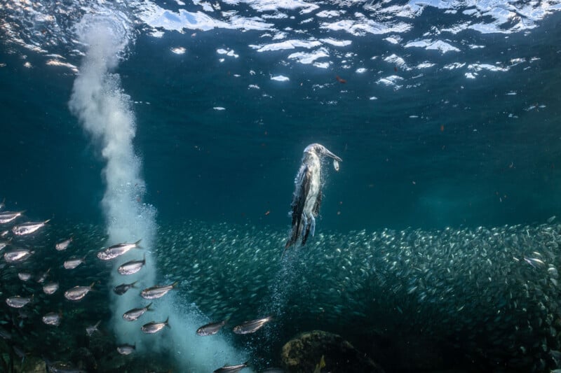 Bird photographer of the year