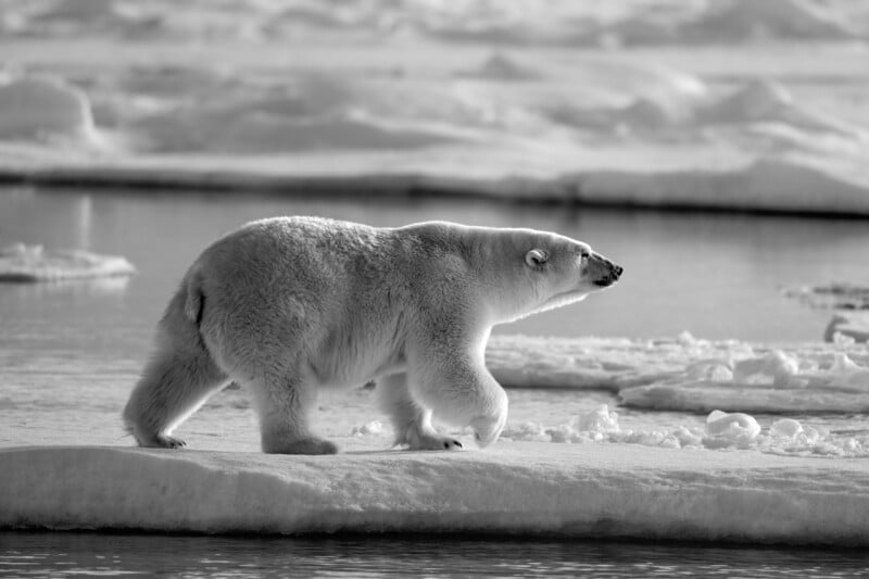 Matt Meisenheimer's photos from Svalbard