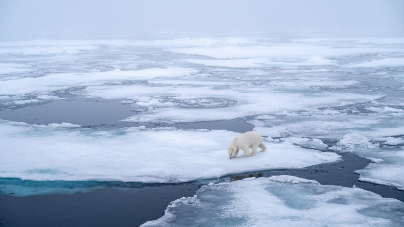 Matt Meisenheimer's photos from Svalbard