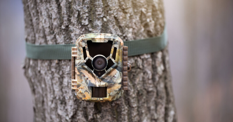 Trail Camera tied to a tree