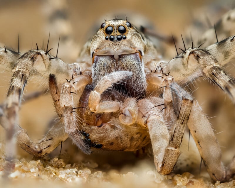 David Joseph Spiders 