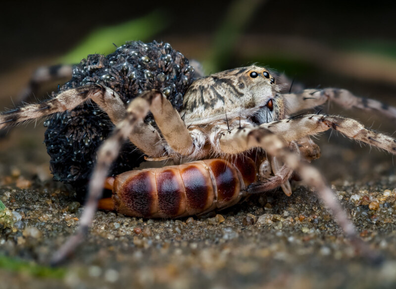 David Joseph Spiders 