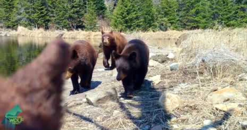 The Best Trail Camera Photos of 2025 | PetaPixel