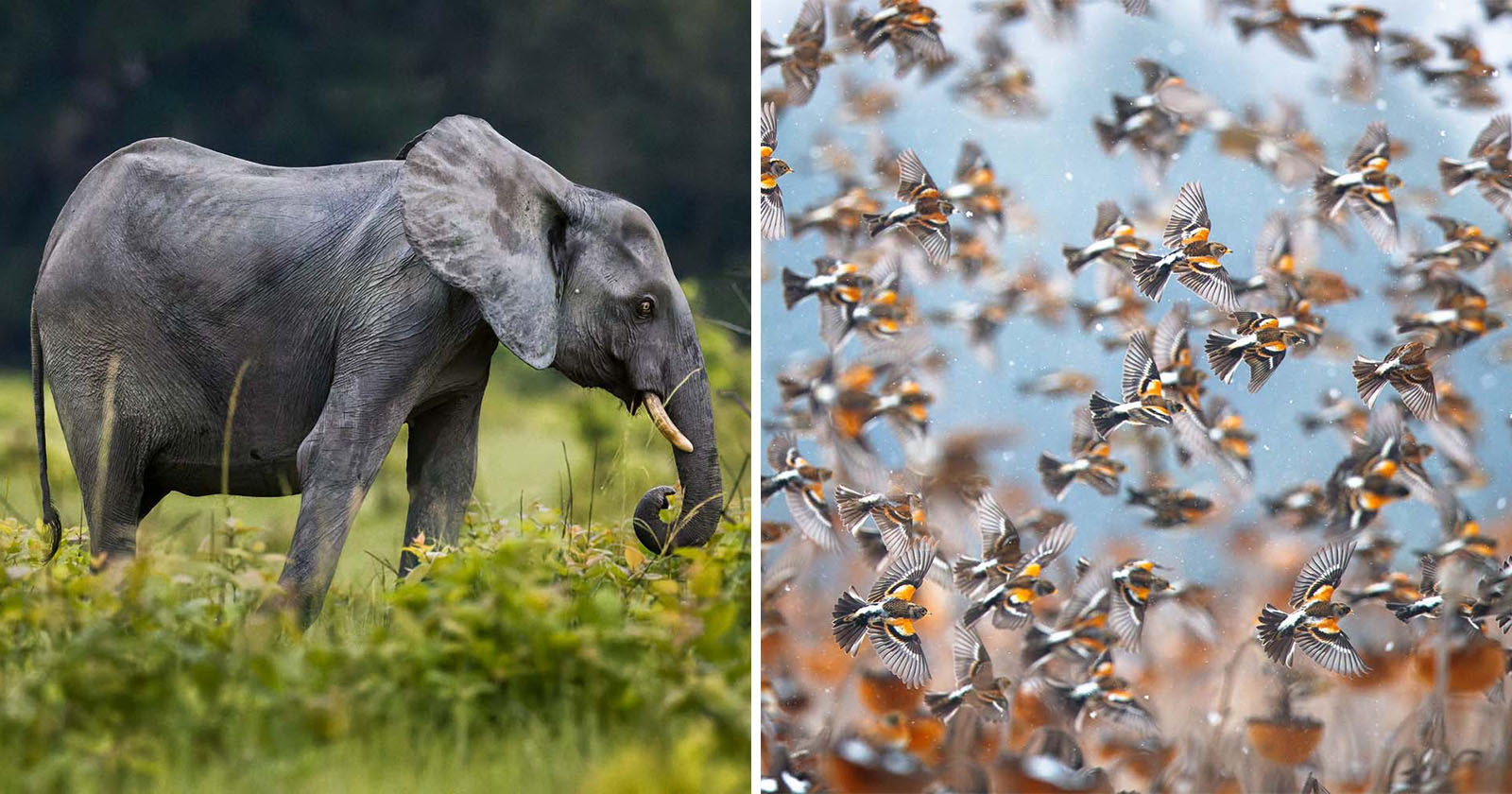 Prize-Winning Photo Story Shows the Plight of Endangered Elephants