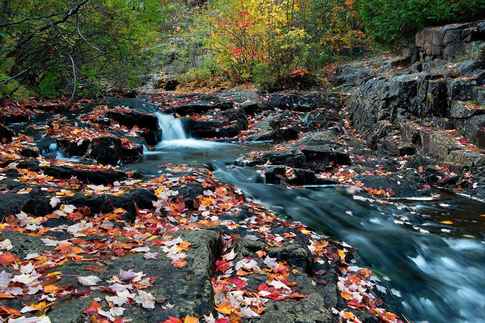 Guide to Fall Foliage Tracking and Maps
