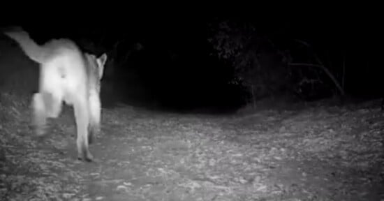 Trail camera footage captured a cougar stalking a coyote — with the clip’s audio revealing its brutal fate.
