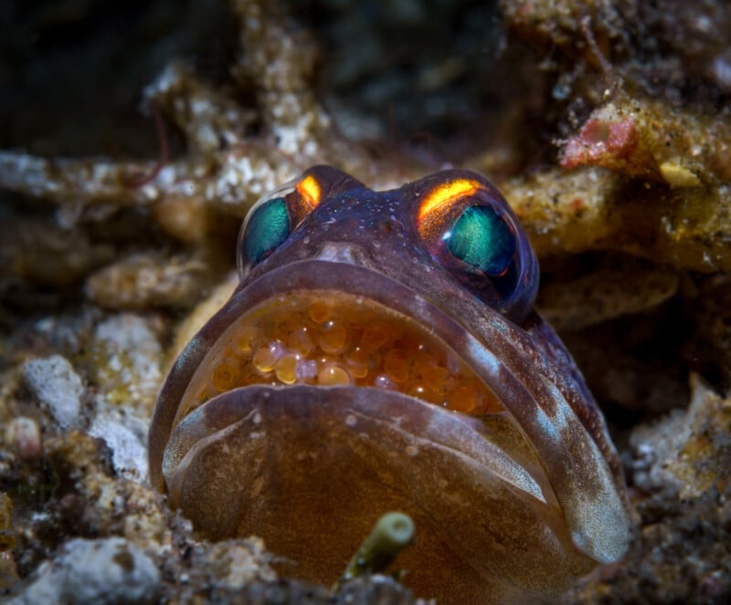 fish with eggs in its mouth