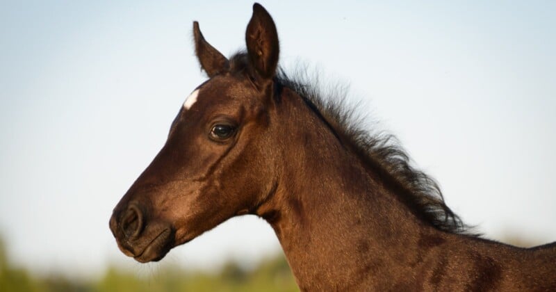 People taking selfies with ponies at a tourist hotspot reportedly caused a newborn pony to fall to its death from a cliff. 