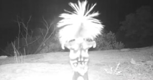 The National Park Service shared footage of a bizzare animal on a trail camera - which turned out to be a spotted skunk doing a handstand.