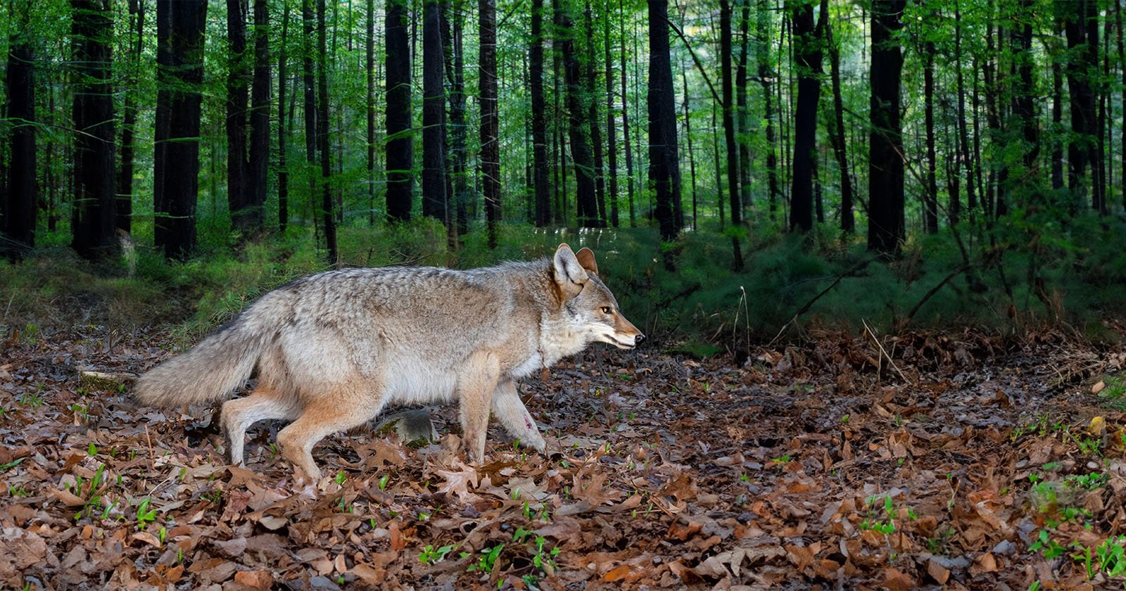 A fox walks in the woods.