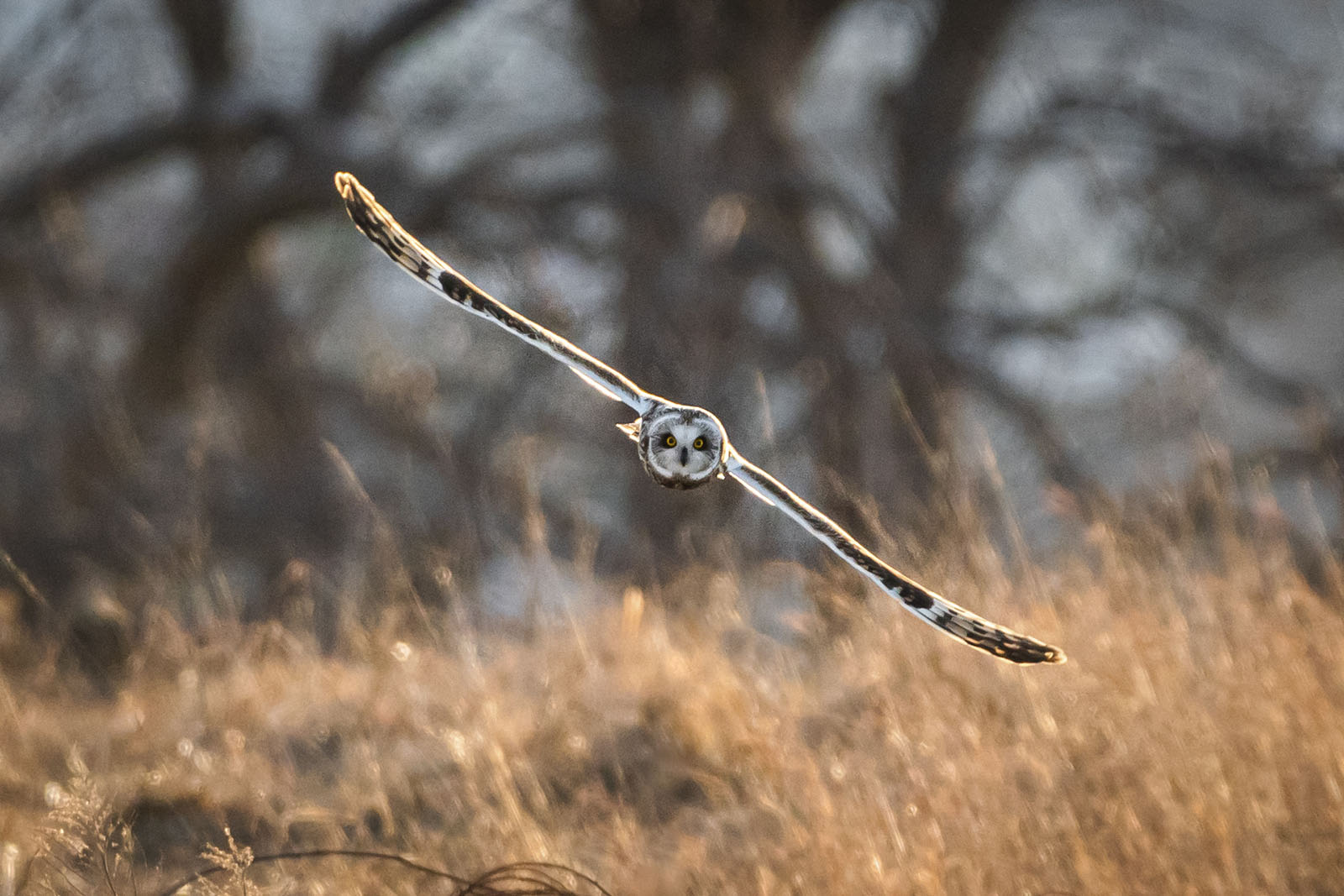 An owl, seen head-on, flies through the air.