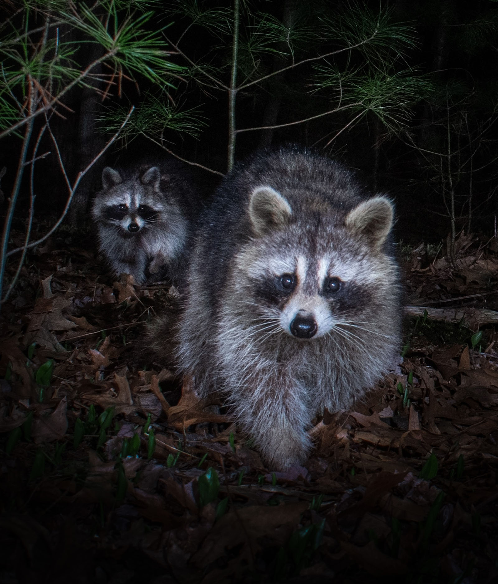 Two raccoons approach a camera in the woods at night.