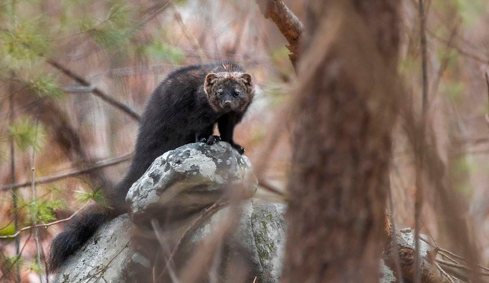 A wild ferret sits on a rock in the woods.