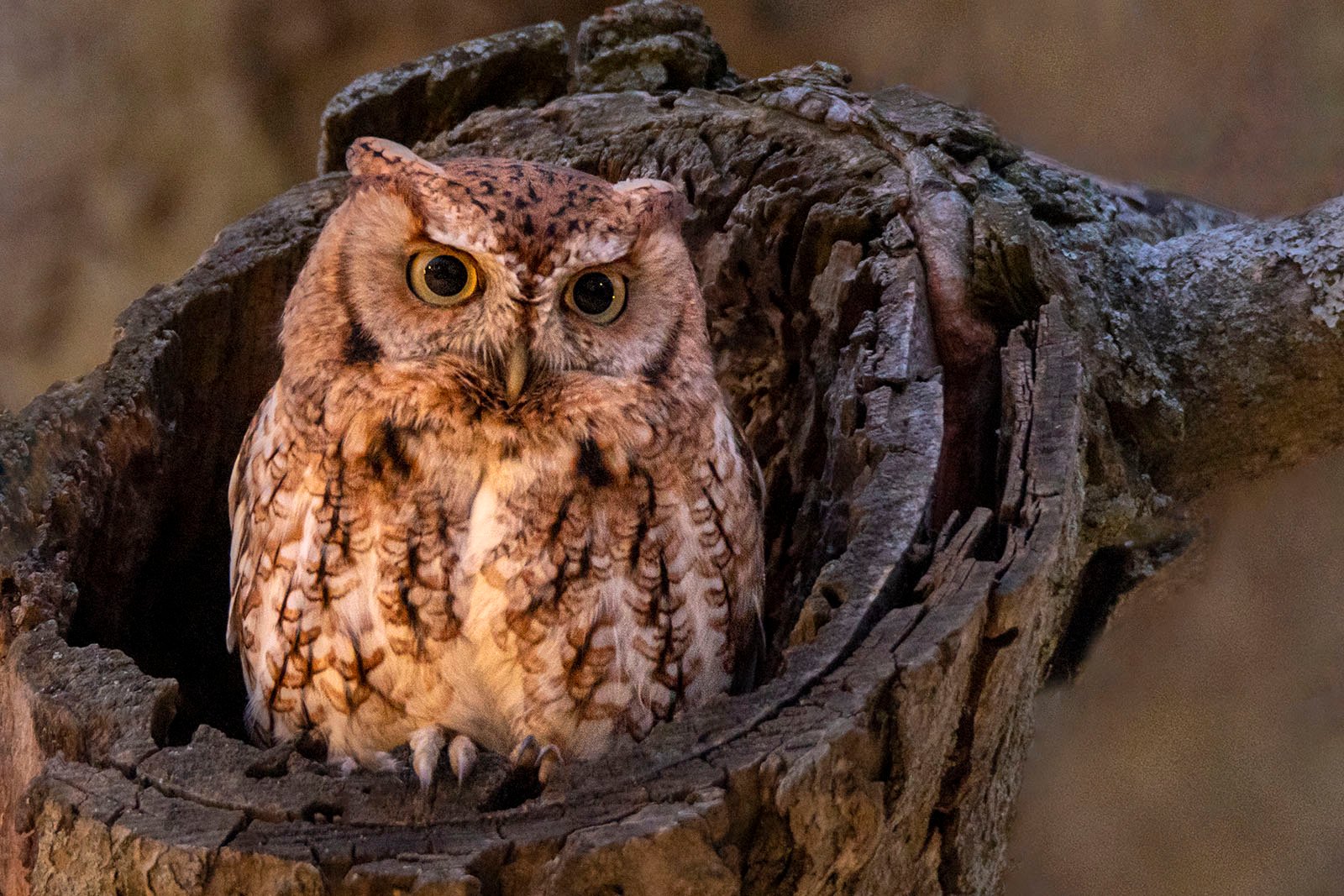An owl sits in the bark of a tree.