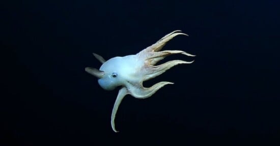 'Spooky' rare octopus spotted during a deep-sea expedition