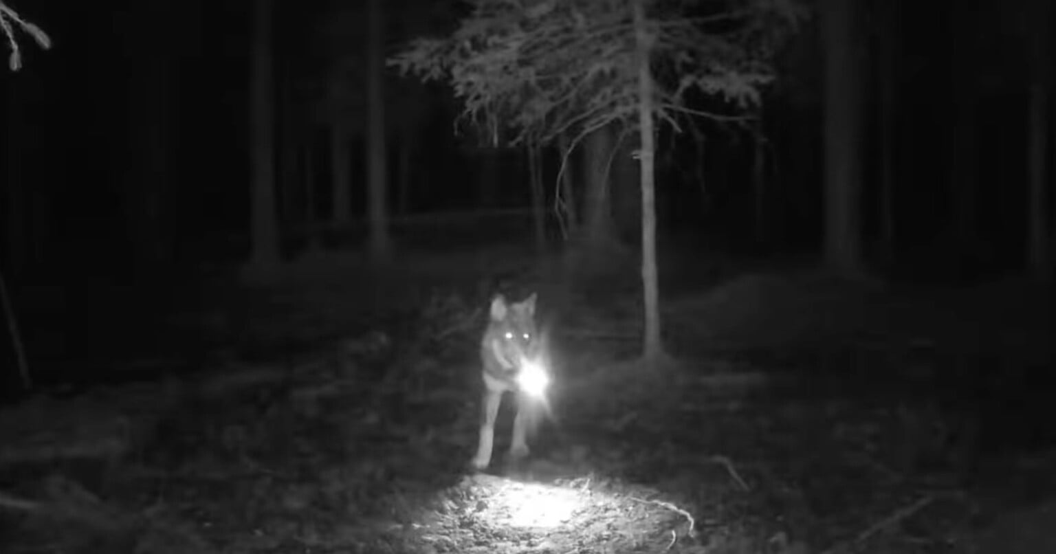trail-camera-footage-captures-wolf-stealing-another-trail-camera