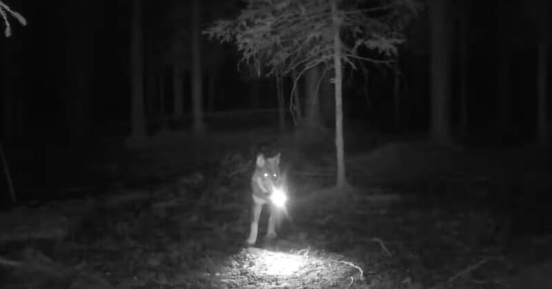 Wolf runs away with trail camera