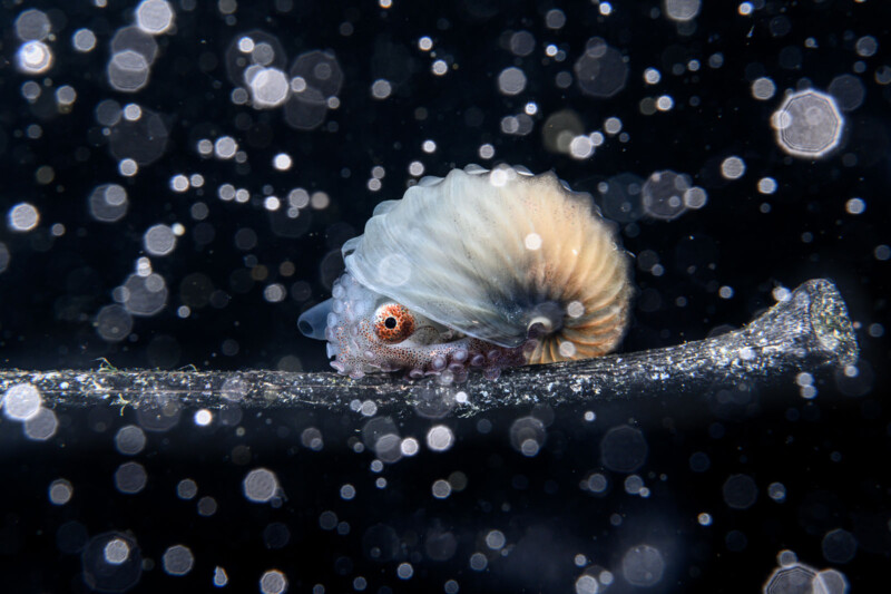 Ocean Photographer of the Year