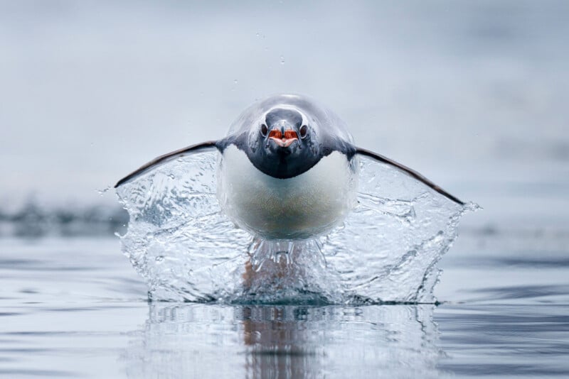 Ocean Photographer of the Year