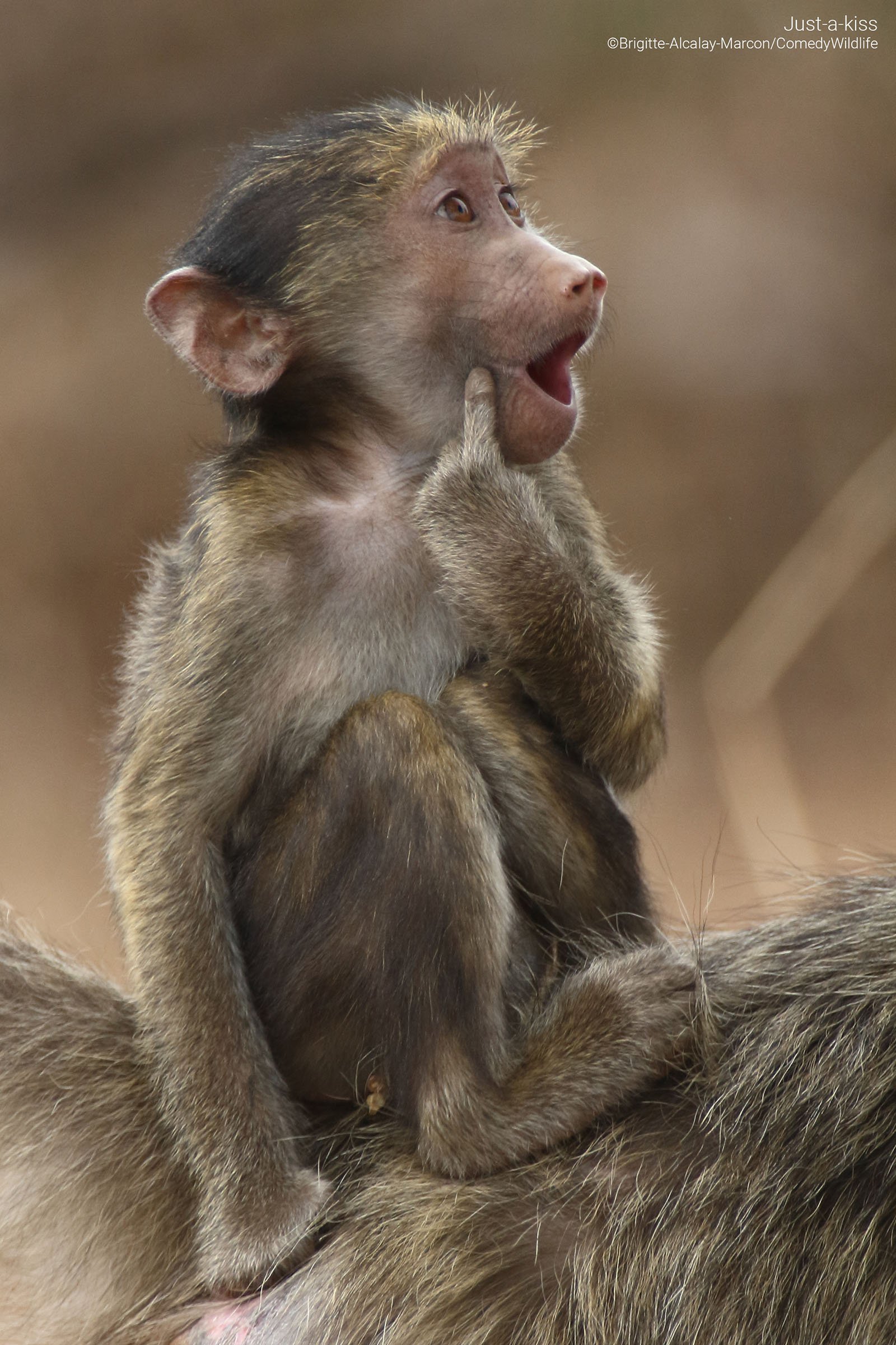 A young chacma baboon is sitting on its mother back in a cute pose.