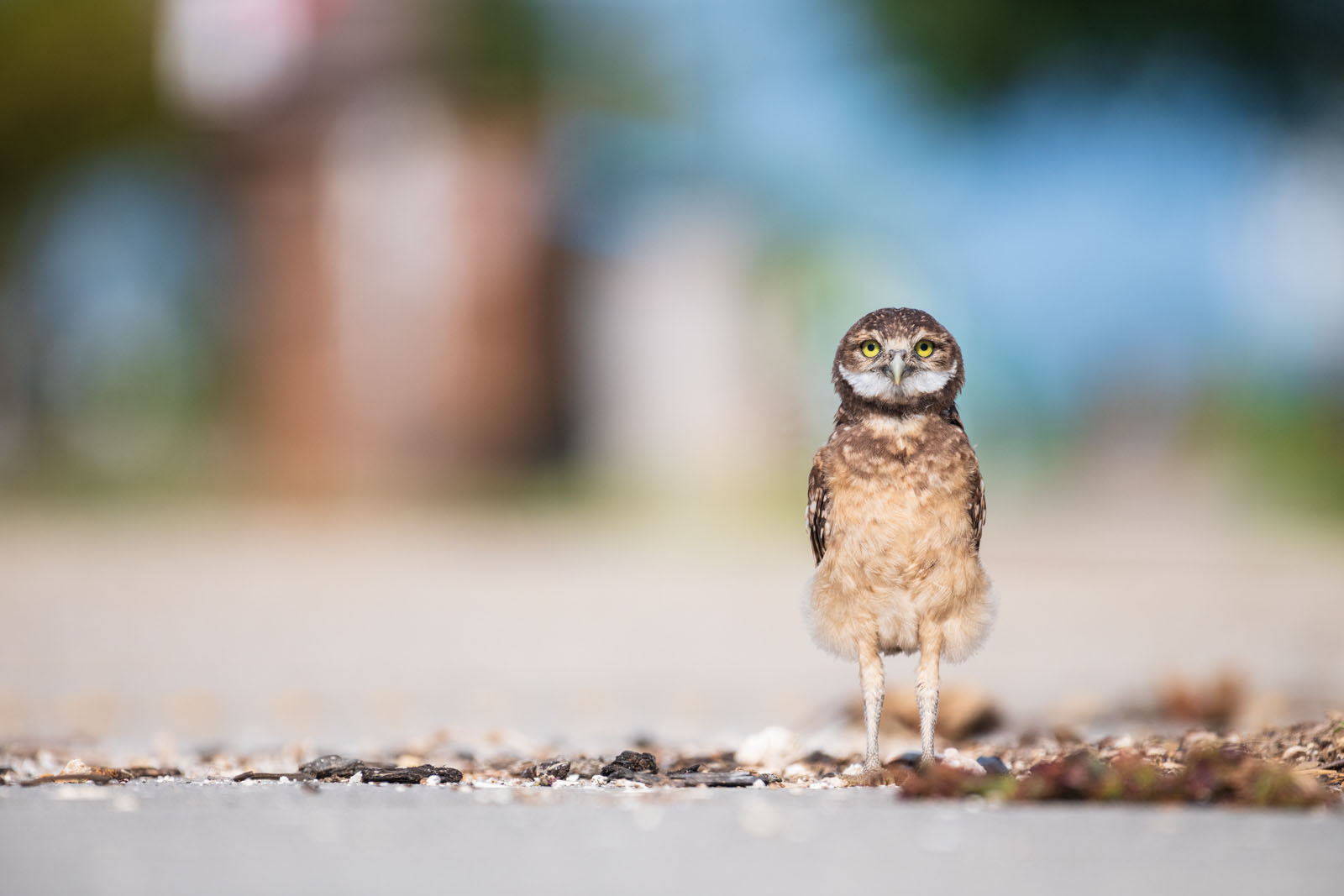 Photos of Florida's Fight to Protect Threatened Burrowing Owls | PetaPixel
