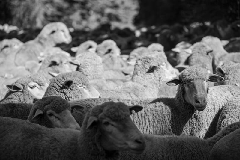 Nikon Z8 sheep portraits