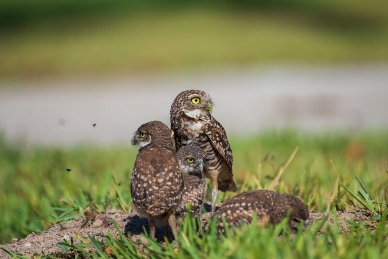 Devon Matthews burrowing owls in Cape Coral, Florida 